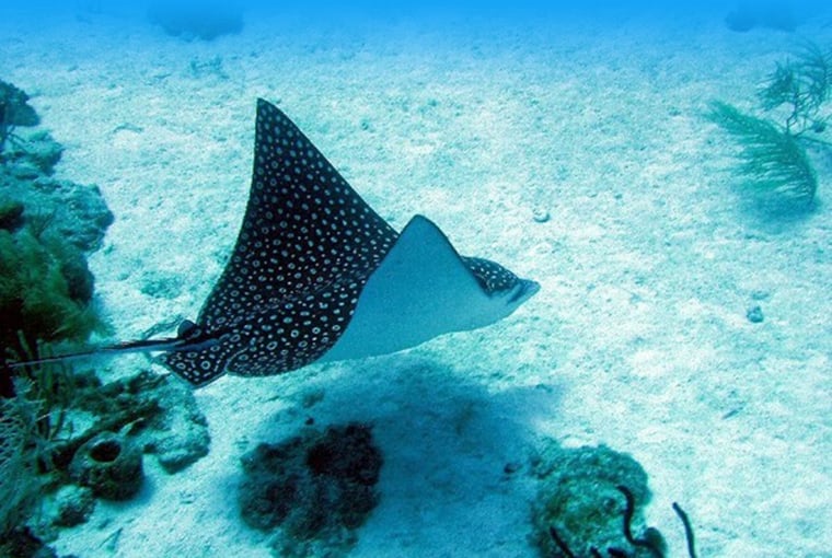 Excursiones de buceos Bavaro, Punta Cana Republica Dominicana