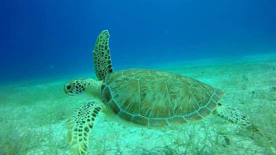 Snorkeling Excusions in Punta Cana Dominican Republic
